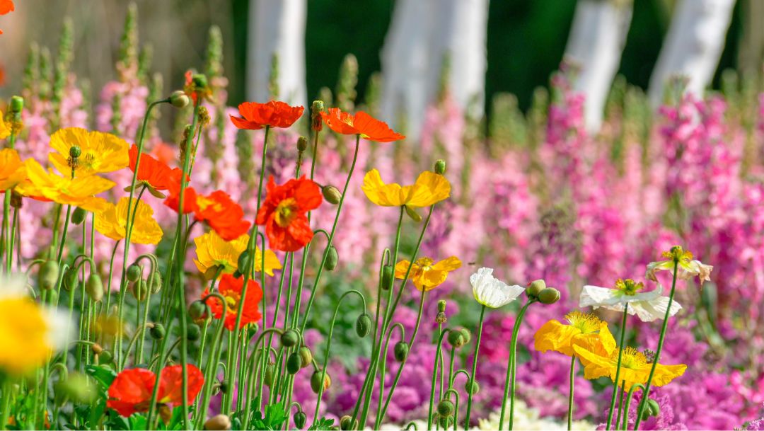 踏春赏花成都这些地方值得去看看,双流踏青赏花