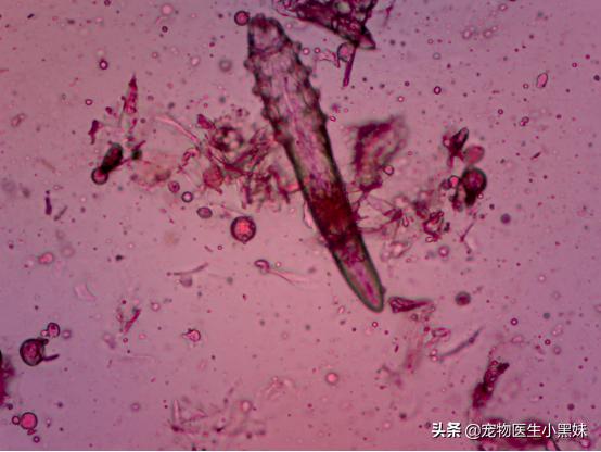 一例犬蠕形螨病的诊断与治疗步骤,犬蠕形螨虫病是什么引起