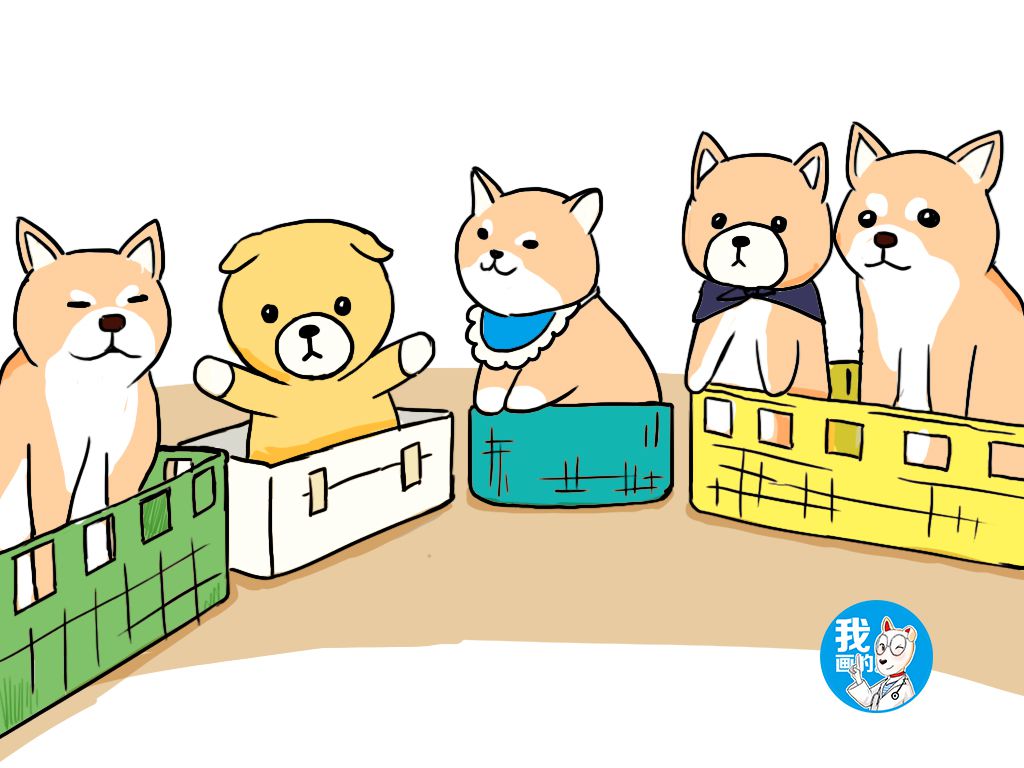 柴犬混进一只柯基,柴犬藏在真假狗里