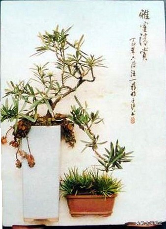 丛林式盆景欣赏,盆景欣赏及制作