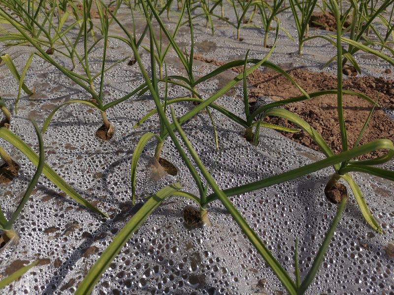 大蒜叶片发黄是什么原因,大蒜叶片变干变黄防治方法