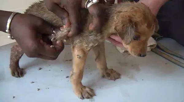 关于宠物驱虫的10个知识点,宠物驱虫小常识海报