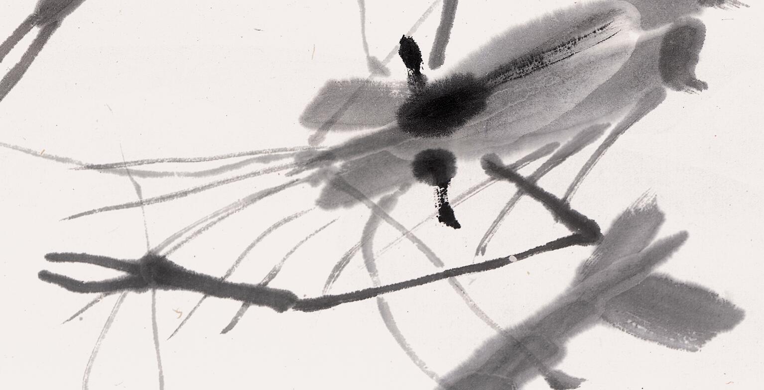 白石老人画虾视频大全,白石老人画虾的感悟