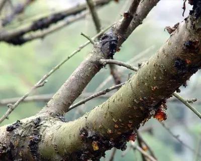 果树得了流胶病用流胶净喷一喷,果树流胶病用石硫合剂可以吗
