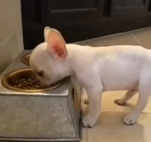 法斗有哪些优点,法斗这么丑为什么还有很多人养