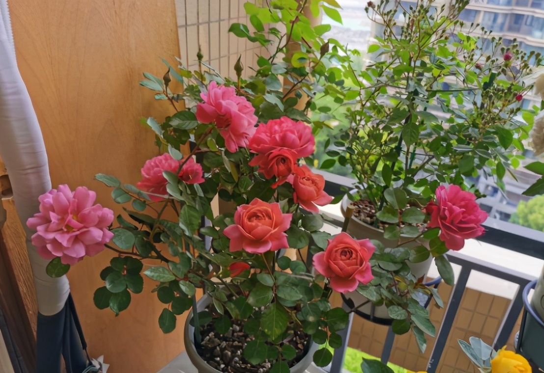 月季和天竺葵哪个好养,怎么样养月季盆栽