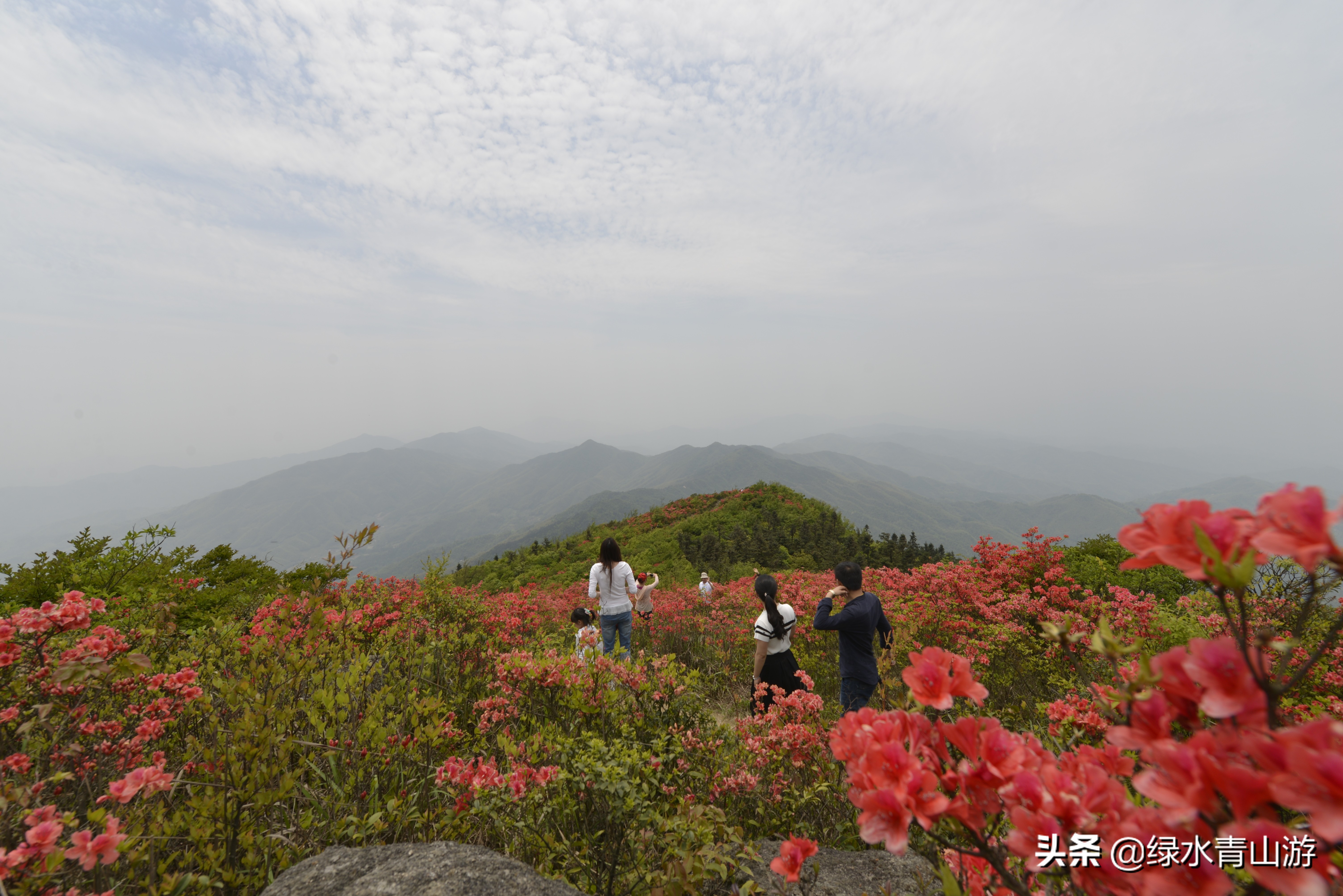 江西省铜鼓天柱峰景点,宜春铜鼓天柱峰景区全程多少里