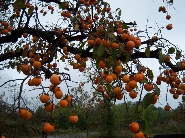 我在长武刚刚好,何必羡慕北上广