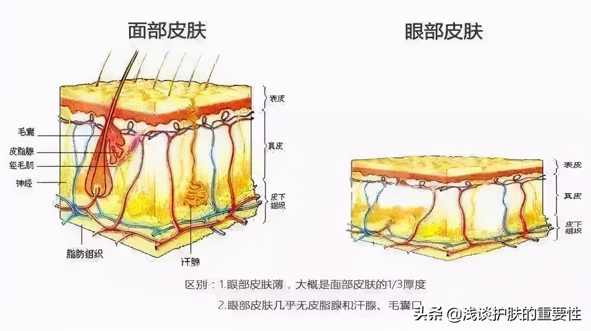 能去眼袋的眼霜真实吗,去眼袋眼纹的眼霜推荐