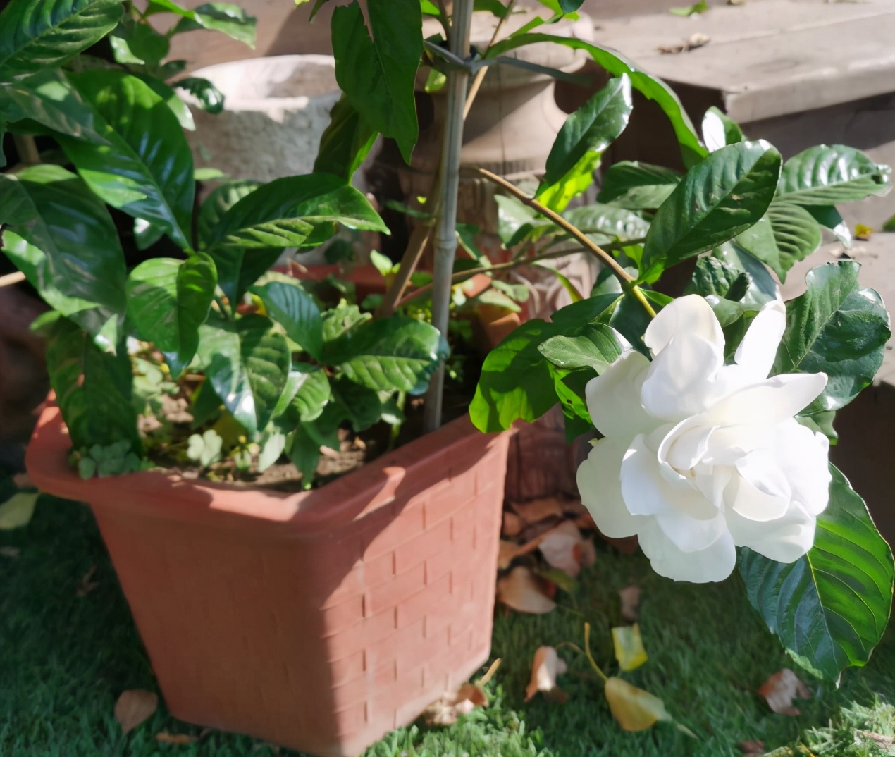 养花用酸性土还是碱性土,找不到煤渣怎么养花