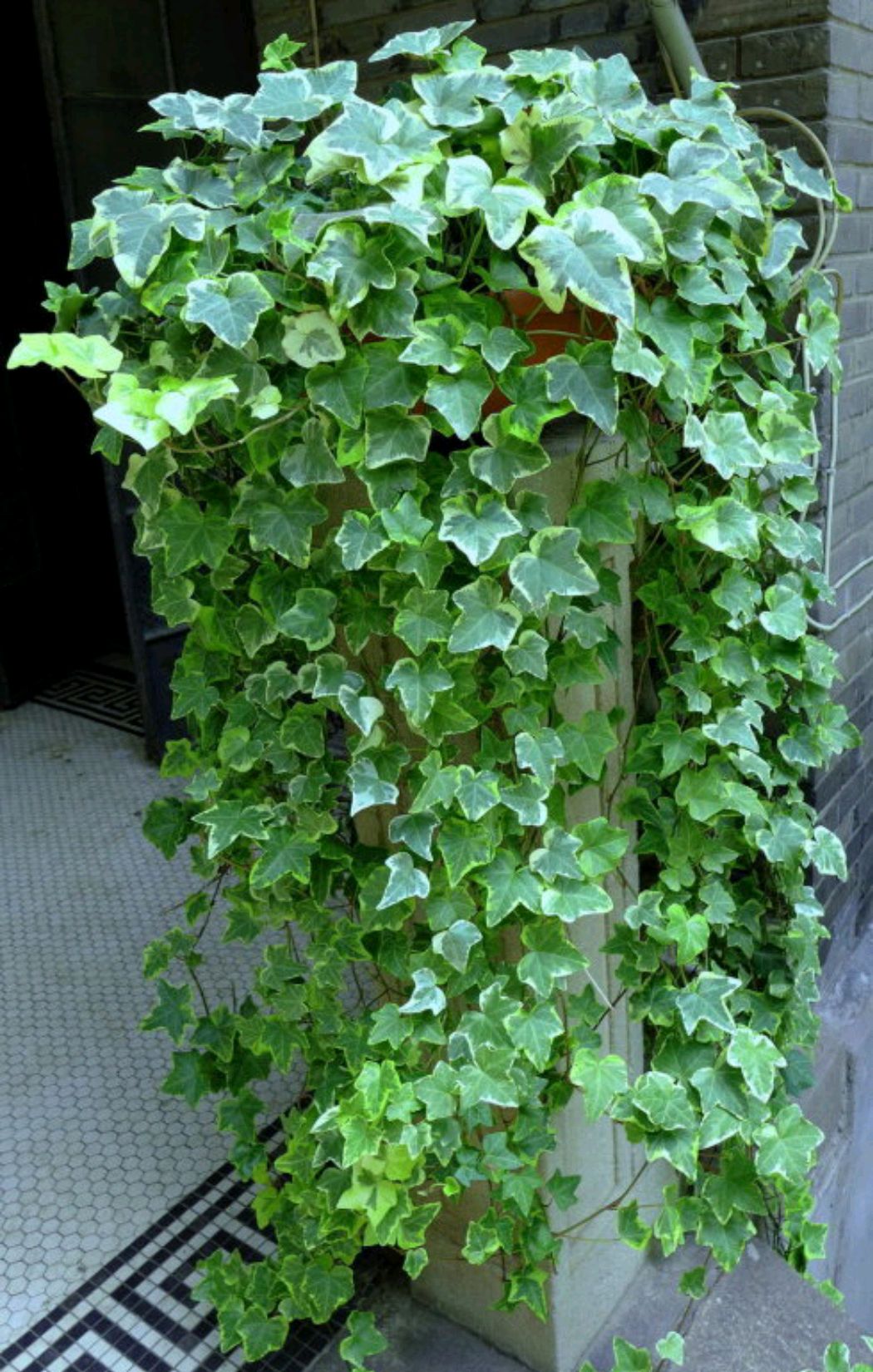 18种寓意好的花,18种花图片大全