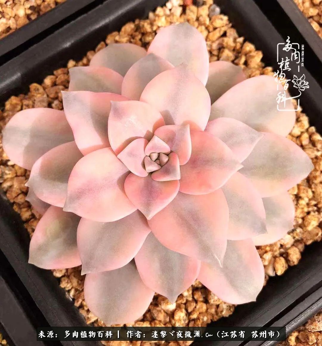 围观多肉版武林大会，一起穿越吧,下