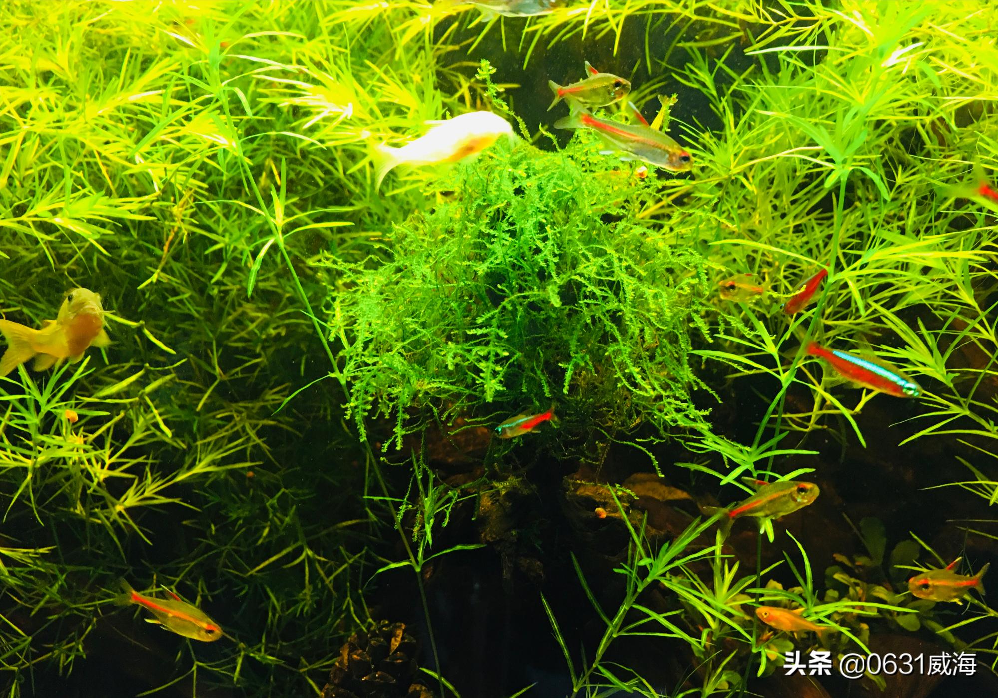 鱼缸里的死鱼,鱼缸一旦发现有死鱼怎么处理