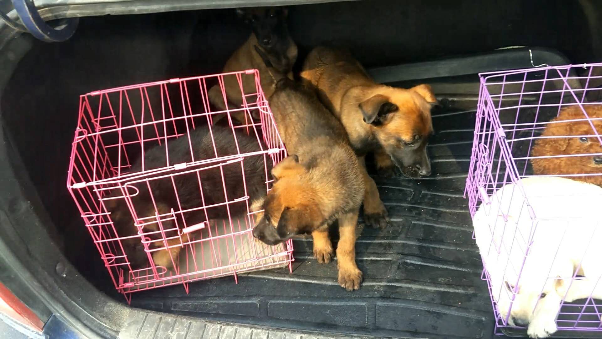 开封狗市抓狗视频,开封狗市拉布拉多和金毛的视频