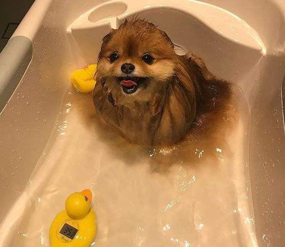 俊介犬和博美犬哪个好,俊介博美犬图片