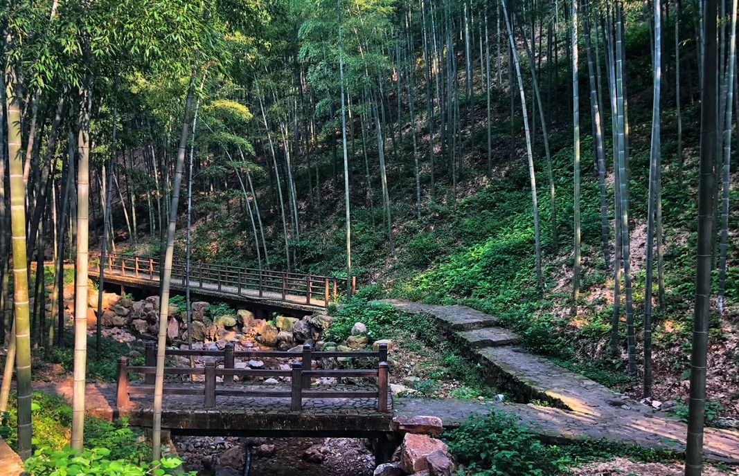 如果有来生，我要做宜兴竹海的一棵竹