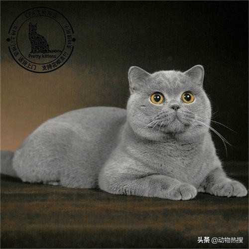 英国短毛猫有哪几种品种,你见过这样的英国短毛猫吗