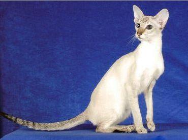 养猫必看猫咪全攻略,养猫攻略猫的品种