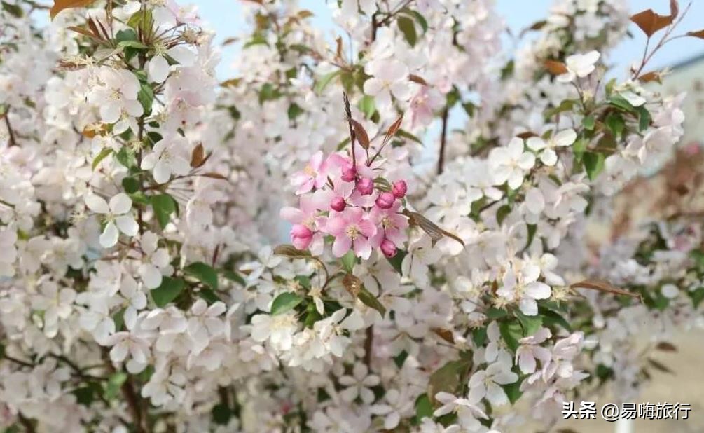 易嗨旅行带您天津宁河-芦台板桥休闲踏春游