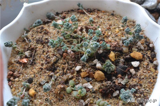 看从公园里捡来的姬星美人,如何逆袭成功!