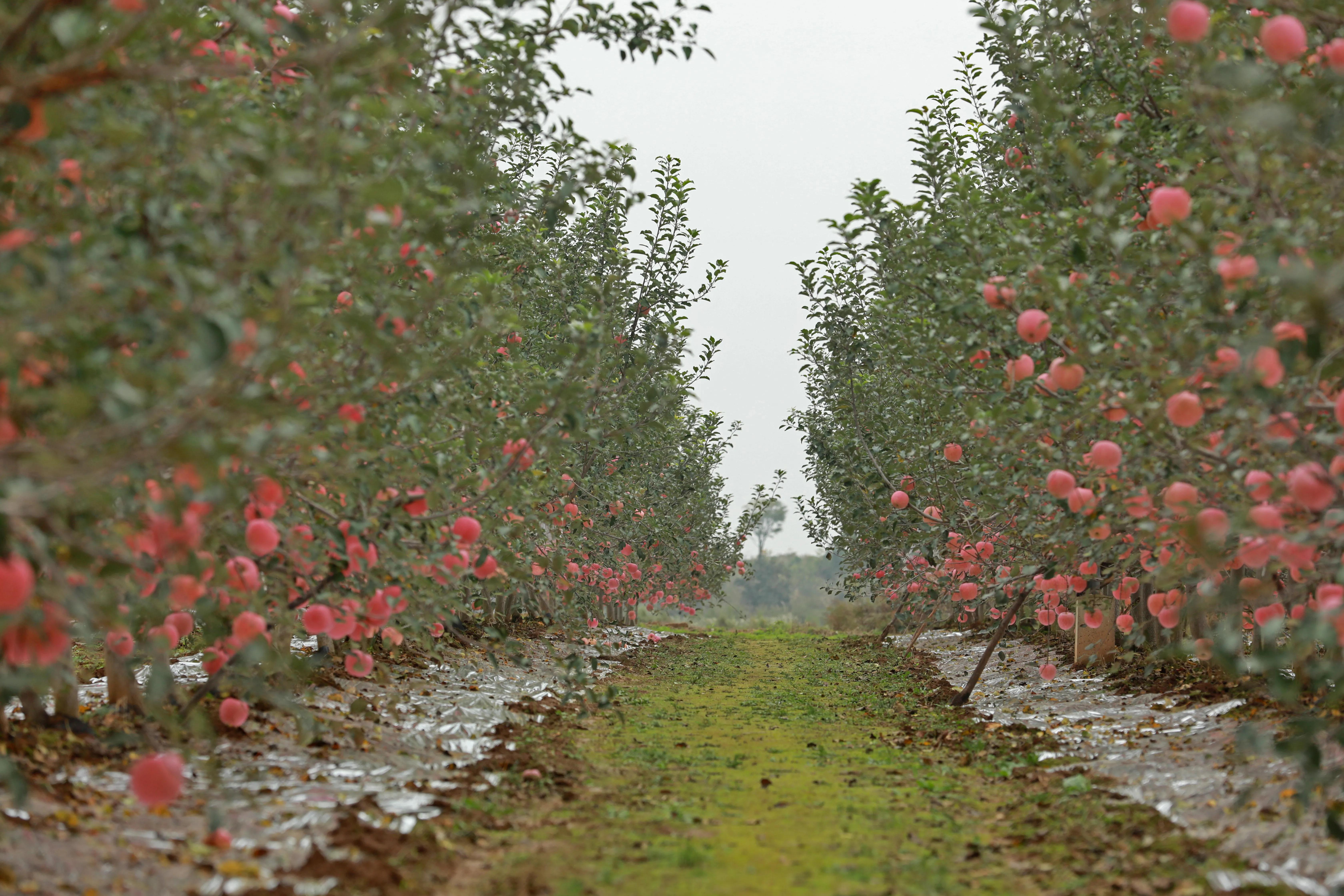 红富士苹果哪里产的好吃,红富士苹果直播
