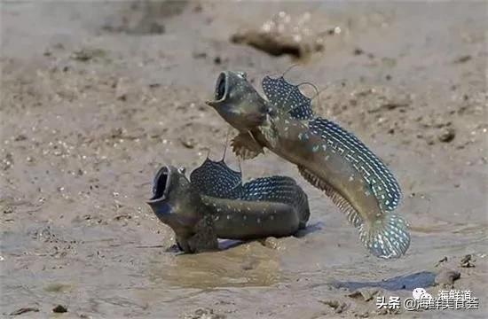 好吃不贵的海鲜种类有哪些,最好吃又最常见海鲜有几种