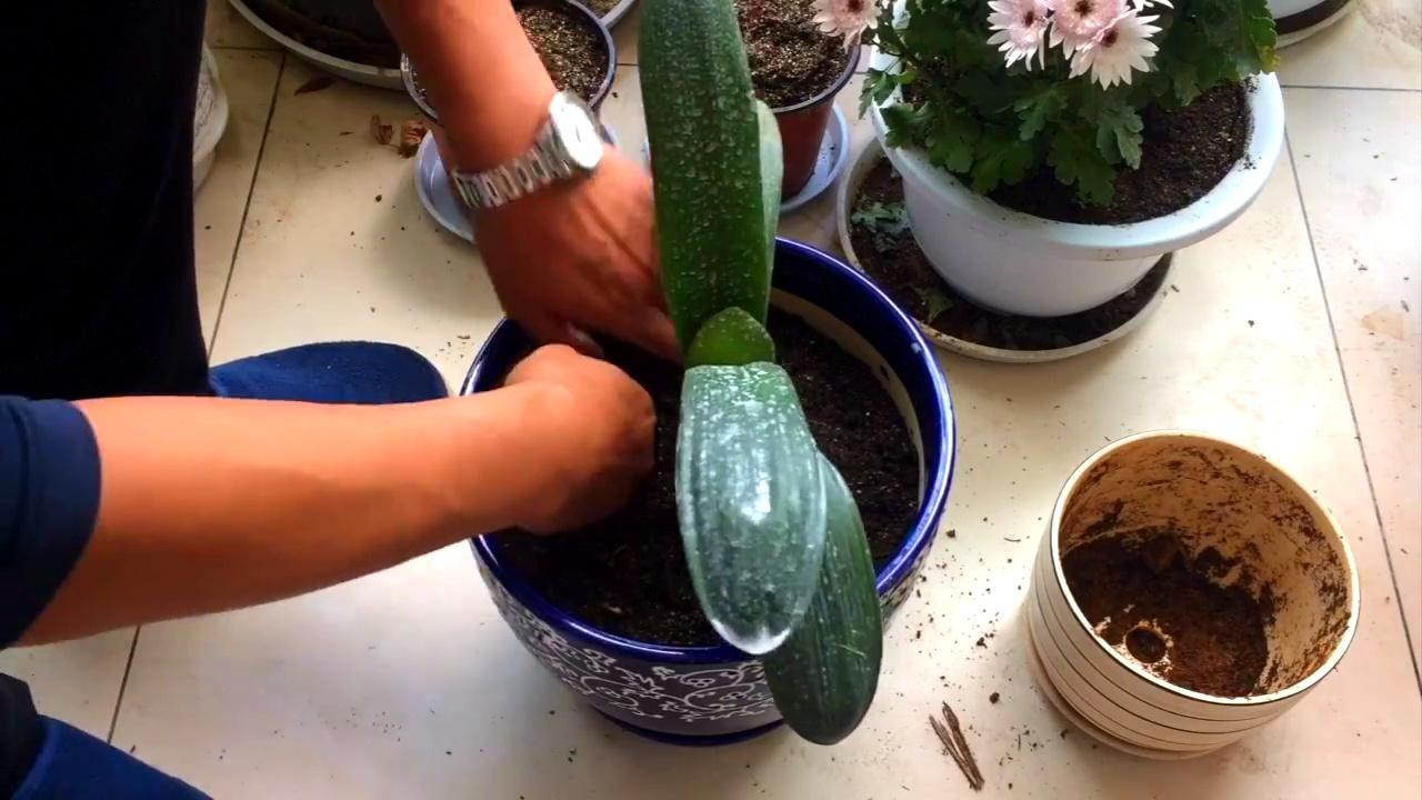 君子兰的换盆方法及注意事项,君子兰换盆后能用日本101生长素吗