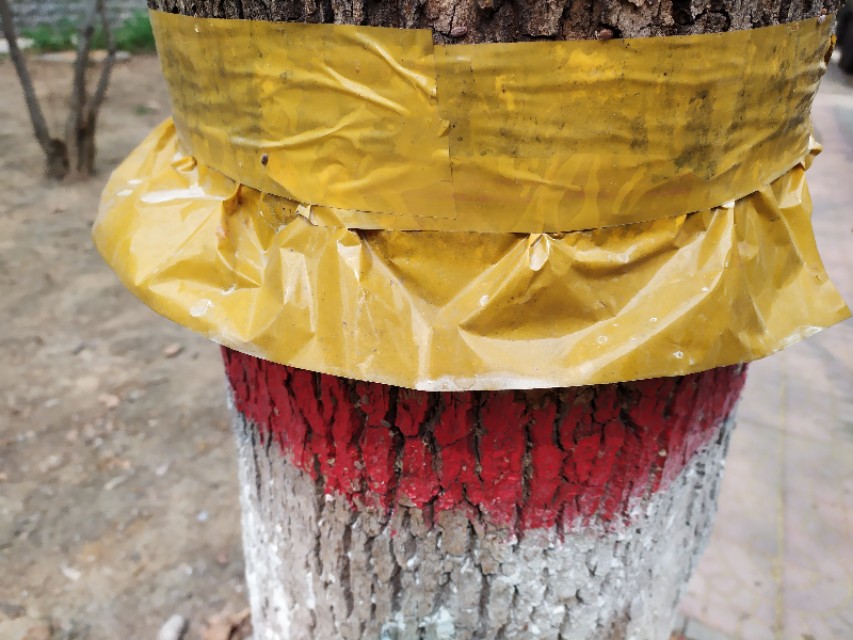 怎么治理草蝇,根治草履蚧