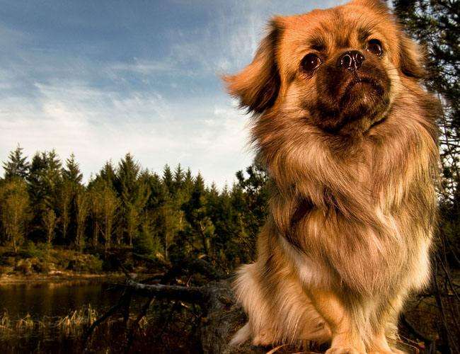 国外的狗跟中国的狗有哪些不一样,中国的土狗好还是外国的狗好