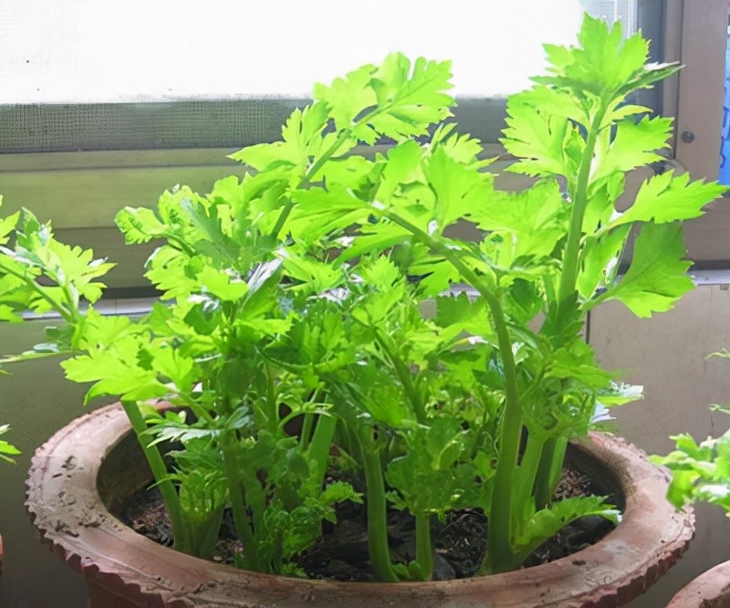 这5种花不仅好看好闻还能食用,这3种花别碰