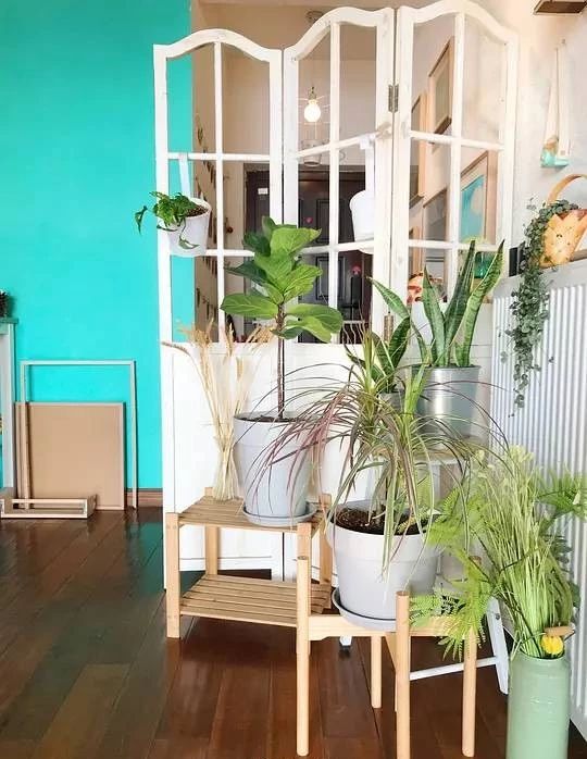 花突然蔫了?你家装修污染可能出问题了!