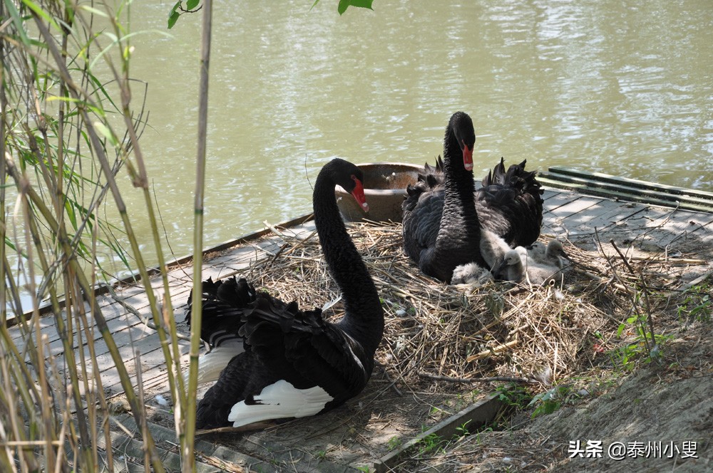 溱潼古镇与溱湖湿地公园简介,泰州溱湖湿地公园古镇溱潼