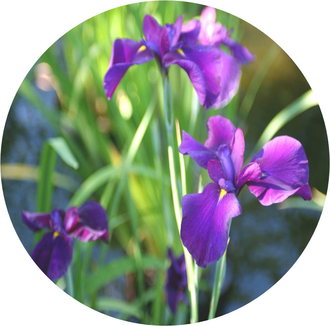 菊竹梅兰图欣赏,花中四君子的兰花图片