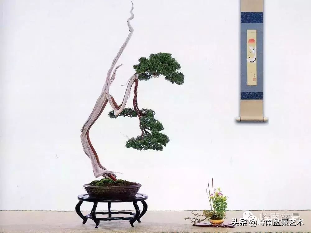 素仁格与文人树,你怎么看?