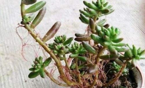 多肉长小白点怎么解除,多肉突然长出小胡须