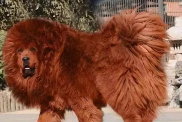 世界十大不寻常宠物,全球最稀有的宠物