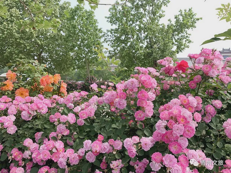 花满青州——初夏清浅微风起，蔷薇月季满城香