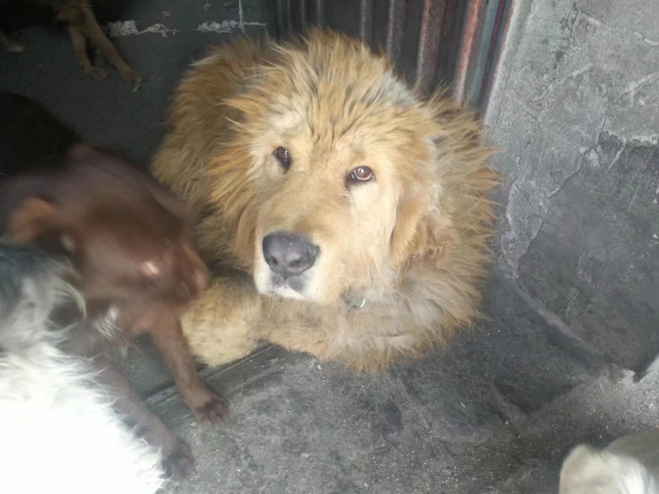 藏獒救主人感人瞬间,救助站救了一只被关多年的藏獒