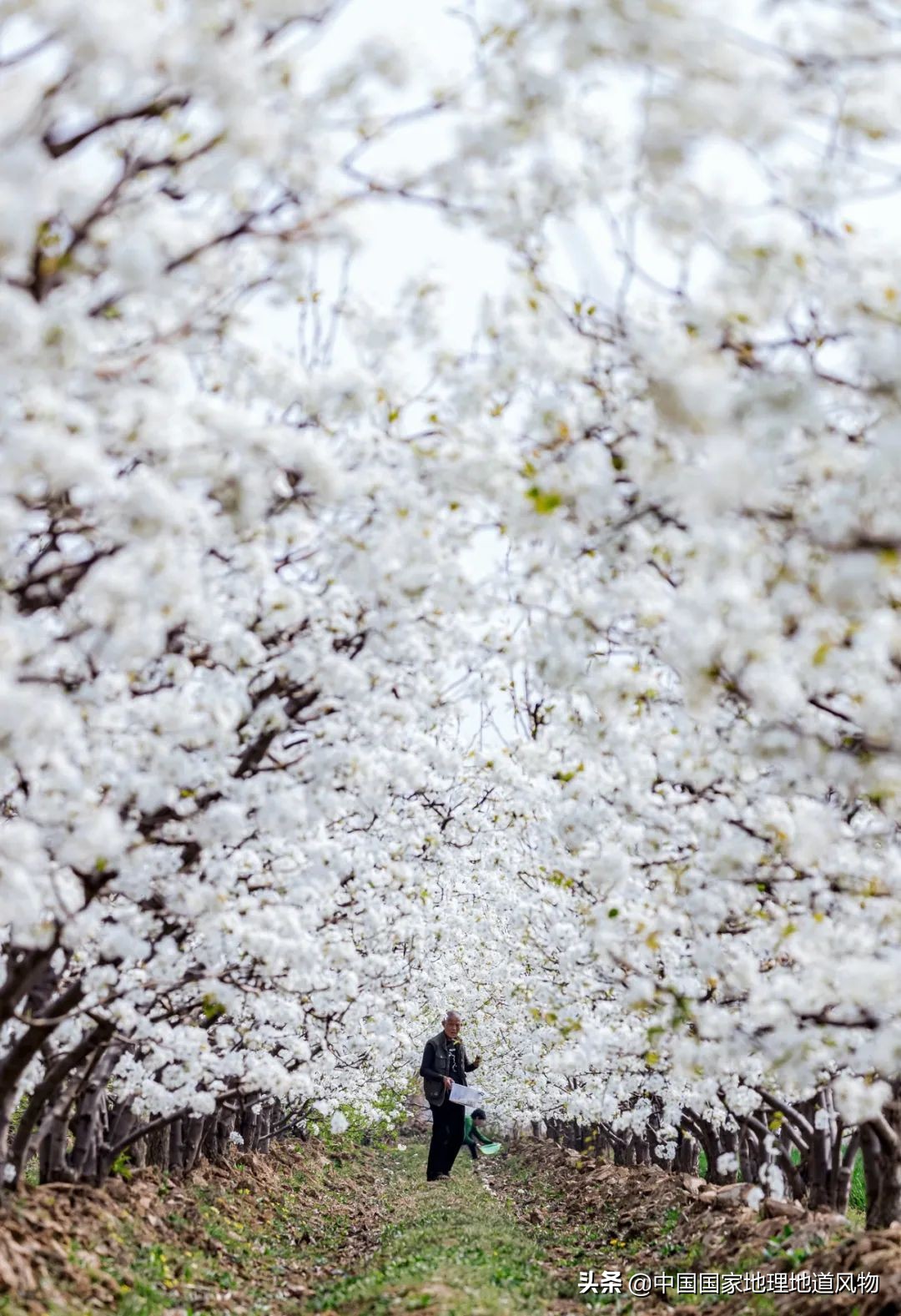 陕西水果第一大省有什么水果,陕西盛产水果吗