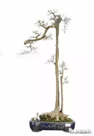 素仁格与文人树,你怎么看?