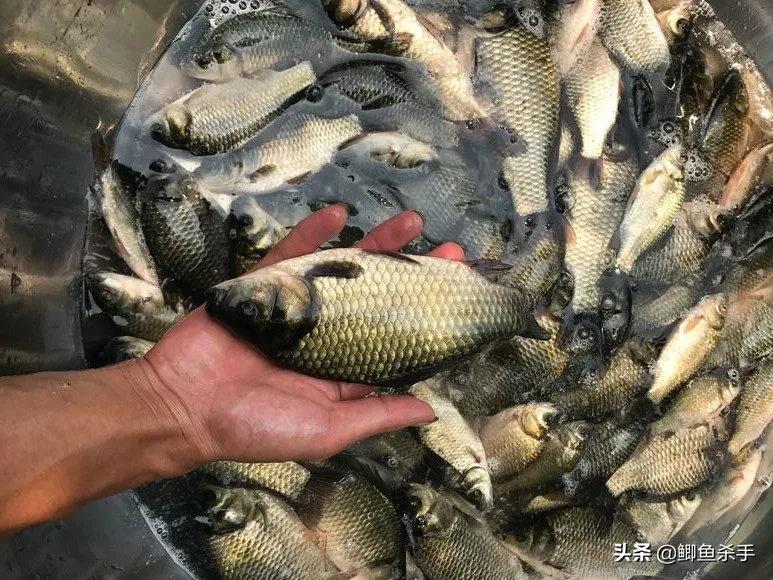 钓鱼人不愿意透露钓点段子,初春钓鱼有鱼无口怎么办