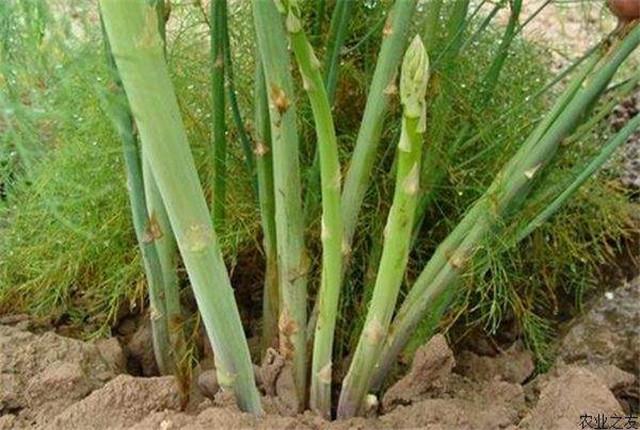 芦笋栽培育苗,用芦笋种子育苗当年能出芦笋吗