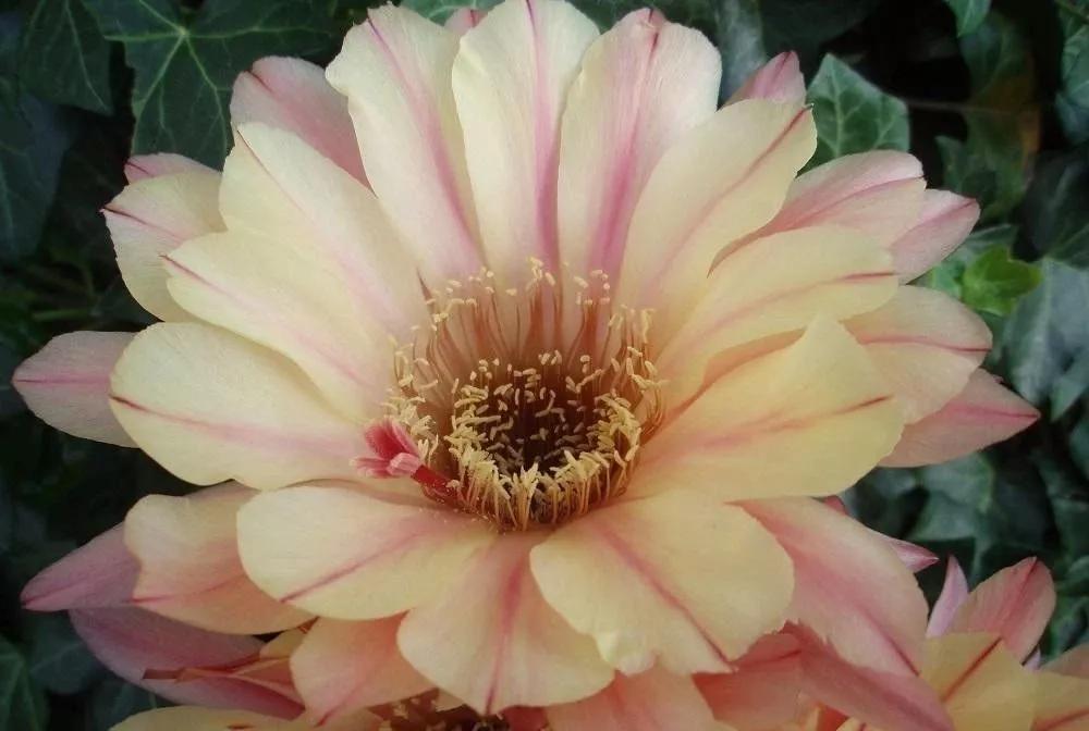 100种仙人球花图片,100种仙人球的品种视频