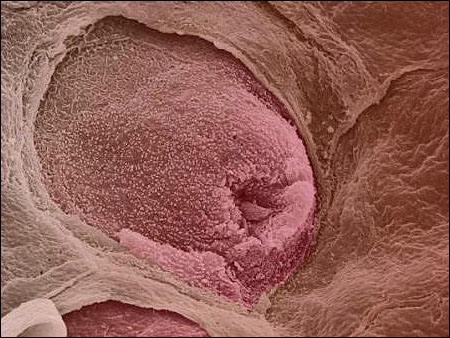 动物舌头的“功能”对于动物来说舌头而是一件“厉害的*器武**”