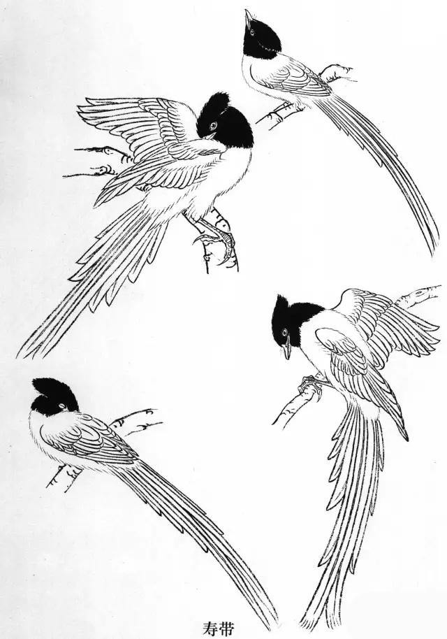 工笔画飞禽画法,工笔飞禽画谱教程