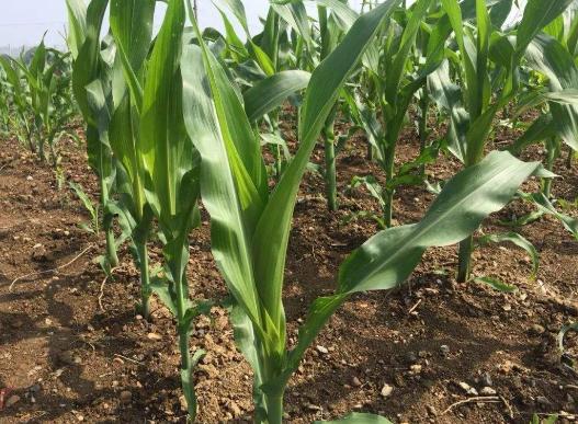 种植玉米高产技术有哪些,积温在2500到3000的高产玉米种子