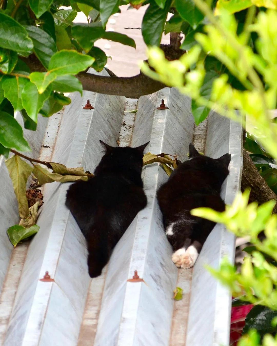 猫咪在屋顶视频,猫咪在屋顶的视频