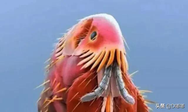 多少倍的显微镜可以看到寄生虫,15000倍显微镜下的螨虫危害