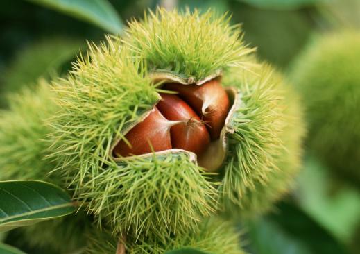 剥板栗小妙招不用上火,怎样剥板栗又快又好