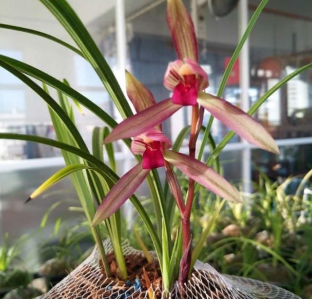 大美滇红兰花,莲瓣滇红素兰花图片